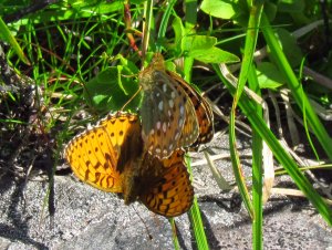 Aglajaperlemorvinge a