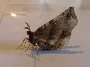 Blek maanemaaler underside