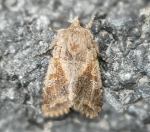 Buemerket seljefly a