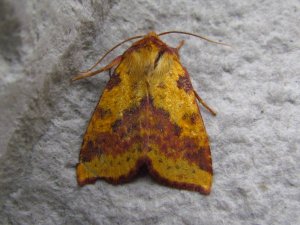 Fiolettbaandet gulfly a