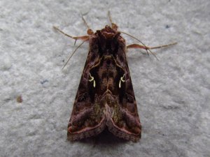 Fiolettbrunt metallfly a