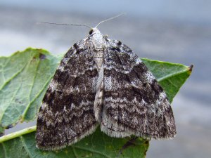 Fjellbjorkemaaler 3a