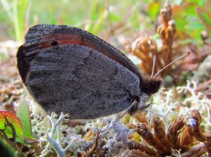 Fjellringvinge underside a