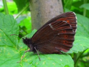 Floyelringvinge under a