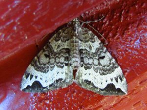 Geitramsdraapemaaler a