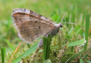 Hvit baandmaaler bak