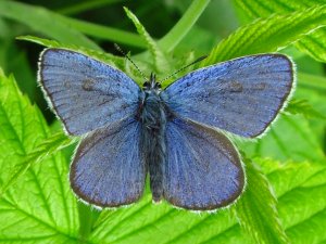 Idasblaavinge over a