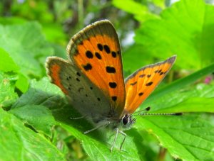 Ildgullvinge under a