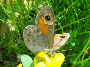 Klipperingvinge under a