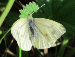 Liten kaalsommerfugl