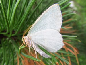 Lovskogmaaler underside a