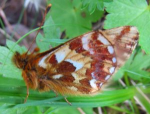 Murperlemorvinge under