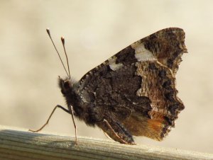 Neslesommerfugl under a