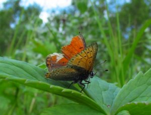 Purpurgullvinge under a