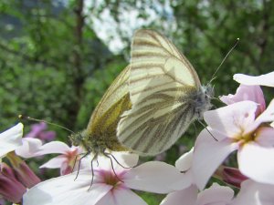 Rapssommerfugl under a 1