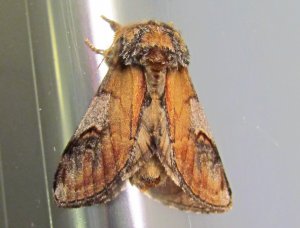 Sikksakktannspinner a