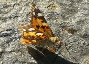 Tistelsommerfugl forside a