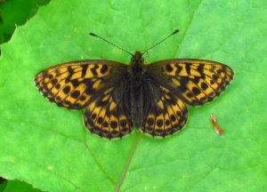 Tors perlemorvinge 02 a