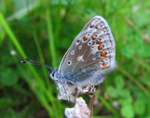 Vanlig blaavinge hunn under a