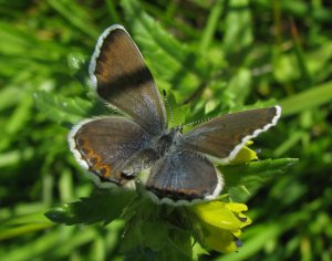 Vanlig blaavinge hunn a