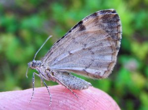 Vinkelskogmaaler under a